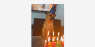 Perrito llora en su cumpleaños (VIDEO)