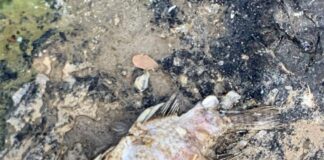 La ¨muerte¨ silenciosa del río Higuamo en Mata Palacio y la mira indiferente de las autoridades