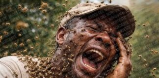 Hombre pierde la vida tras ataque de enjambre de abejas en Puerto Plata