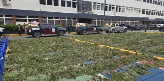 DNCD desmantela amplio cultivo de marihuana en las lomas de Ocoa