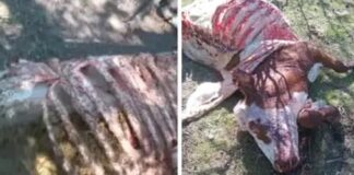 Denuncian bandas de cuatreros mantienen al grito a ganaderos del distrito municipal de Mata Palacio
