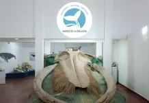 El Museo de la Ballena de Samaná, de ciencia e historia gigante cobran vida
