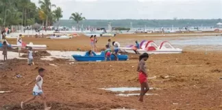 Sargazo acaba con peces y turismo en playa Boca Chica