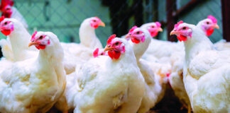 Comerciantes dicen pollo podría llegar a RD$200 la libra por desabastecimiento