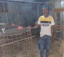 Roban 240 mil en gallos de peleas en Candelaria de El Seibo