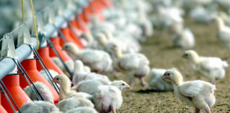 Brote de gripe aviar obliga a sacrificar 80 mil aves en Países Bajos tras decenas de focos