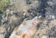 La ¨muerte¨ silenciosa del río Higuamo en Mata Palacio y la mira indiferente de las autoridades