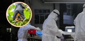 Virus Nipah, qué es, cómo se transmite y por qué genera alerta sanitaria