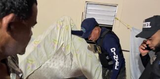 Desmantelan red de cuatreros en allanamientos simultáneos en Sabana Grande de Boyá
