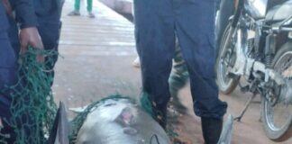 Denuncian están matando los manatíes en Miches y Sabana de la Mar