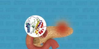 Investigadores españoles eliminan, por primera vez, el cáncer de páncreas en ratones