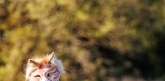 Dos ciudades de Honduras prohíben eventos de la comunidad «therian» en espacios públicos