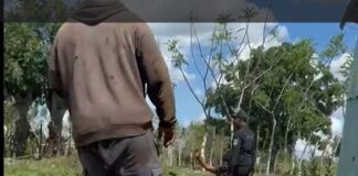 (Vídeo) Incidente en captura de hombre buscado deja un oficial y un civil heridos