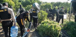 Incautan más de mil 800 plantas de mariguana en operativo aéreo y terrestre en baní