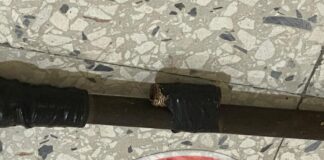 Encuentran “chagón” en aula del Liceo de Santa Fe