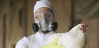 Los tres virus que podrían desencadenar una nueva crisis