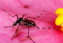 Rusia desarrolla vacuna contra el dengue, infección vírica que pone en riesgo a la mitad del mundo