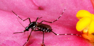 Rusia desarrolla vacuna contra el dengue, infección vírica que pone en riesgo a la mitad del mundo