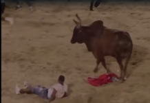 (Vídeo) hombre es embestido por toro en El Seibo