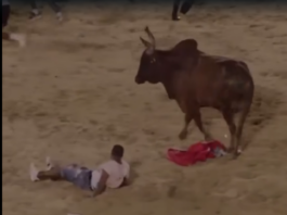 (Vídeo) hombre es embestido por toro en El Seibo