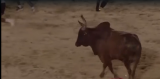 (Vídeo) hombre es embestido por toro en El Seibo