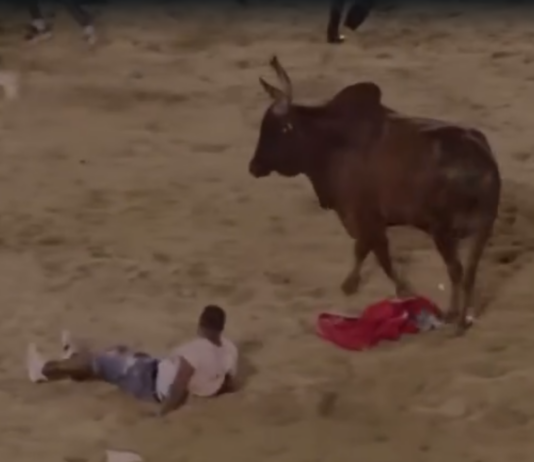 (Vídeo) hombre es embestido por toro en El Seibo