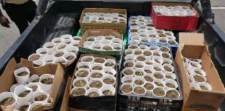 La DNCD decomisa 421 plantas de presunta marihuana y arresta a un hombre en La Cuaba