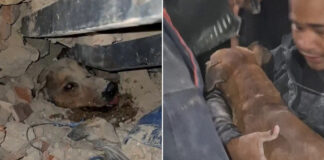 Emotivo rescate de perros tras terremoto en Venezuela