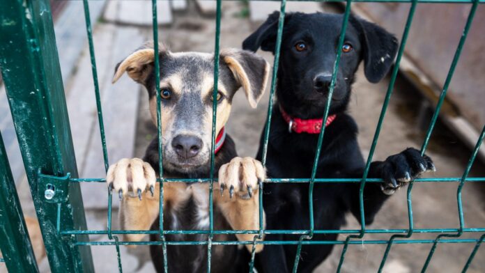 perros