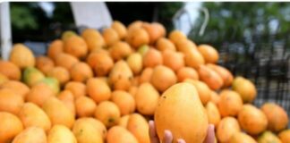Osmar Benítez alertó la necesidad de mantener la disciplina fitosanitaria en la feria del mango de este año