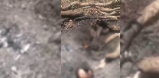 Hallan restos humanos carbonizados en municipio de Dajabón
