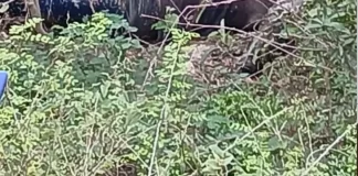 Cuerpo de hombre desaparecido en Barahona es hallado en descomposición