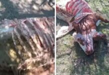 Denuncian bandas de cuatreros mantienen al grito a ganaderos del distrito municipal de Mata Palacio
