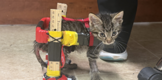 Construyen una silla de ruedas con carritos de juguete para un gatito paralítico