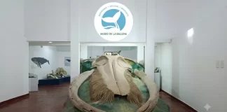 El Museo de la Ballena de Samaná, de ciencia e historia gigante cobran vida