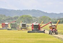 Importaciones de arroz se convierten en problema internacional para la RD
