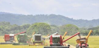 Importaciones de arroz se convierten en problema internacional para la RD