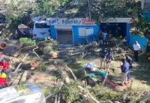 Un muerto y varios heridos tras caer árbol de gran tamaño en San Luis, Santo Domingo Este