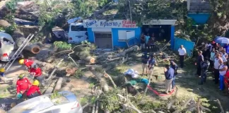 Un muerto y varios heridos tras caer árbol de gran tamaño en San Luis, Santo Domingo Este