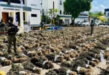 Decomisan más de 5 mil plantas de marihuana en Azua