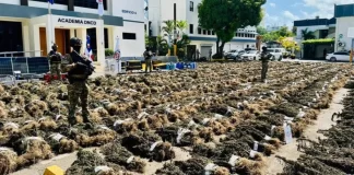 Decomisan más de 5 mil plantas de marihuana en Azua
