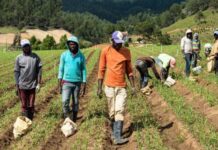 Advierten sobre dominicanos facilitan entrada irregular de haitianos a fincas y negocios agropecuarios