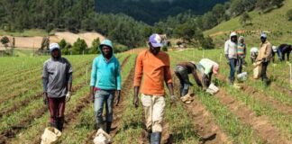 Advierten sobre dominicanos facilitan entrada irregular de haitianos a fincas y negocios agropecuarios