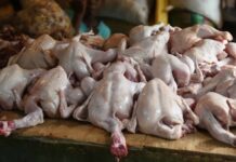 Productores piden auxilio al Gobierno, pollo se vende barato en granja, pero llega caro a las amas de casa